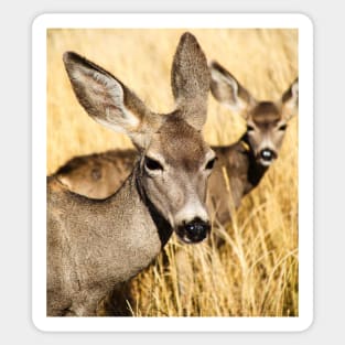 Whitetail Deer and Her Fawn Sticker